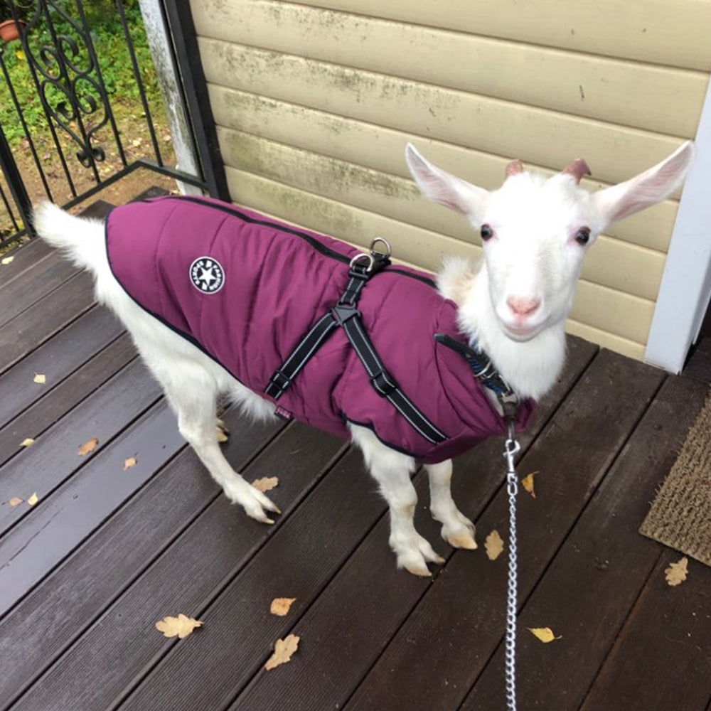 Waterproof Winter Dog Coat with Built-In Harness - Warm Jacket for Small to Large Dogs