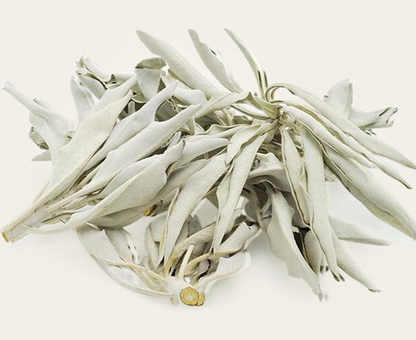 White Sage Smudge Bundle - Large Leaf Space Cleansing Sage Stick