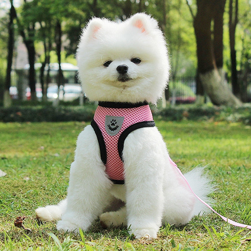 Pet Car Seat Belt Harness Set - Adjustable Dog Harness with Seat Belt Leash