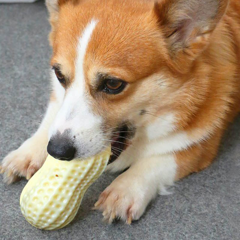 Squeaky Peanut Dog Chew Toy - Bite Resistant Natural Rubber Toy for Small & Medium Dogs